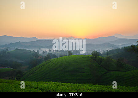 Coucher de soleil sur les plantations de thé dans la région de Phu Tho, Vietnam. Banque D'Images