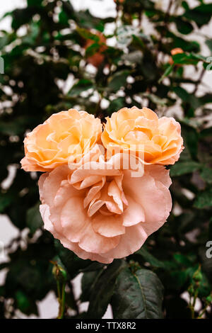 Beau plateau rose de couleur pêche composé de trois fleurs Banque D'Images