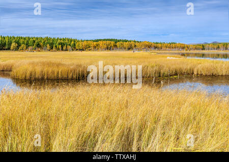 Qixing Lake Automne couleur dans les zones humides des Prairies Saihanba National Forest Park, Paddock County, Province de Hebei Banque D'Images