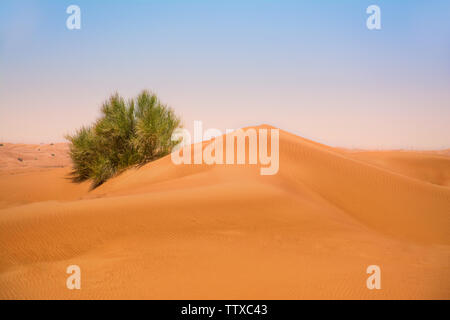 De belles dunes de sable dans le désert de Dubaï avec certaines plantes du désert Dubai Desert Safari Banque D'Images