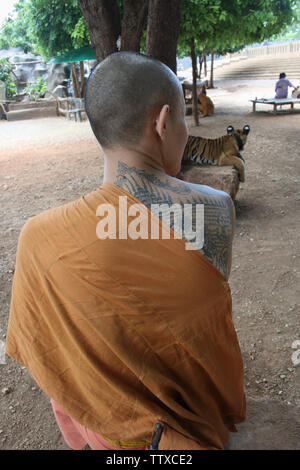 Tatouage sur un dos de moine avec un tigre en arrière-plan, Temple du tigre, Kanchanaburi, Thaïlande Banque D'Images