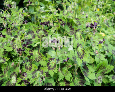 Un bouquet de géranium phaeum Samobor montrant les fleurs de couleur chocolat et le lettrage sur les feuilles de baguage Banque D'Images