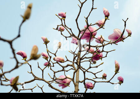 Fleurs magnolia rose et les os. Banque D'Images