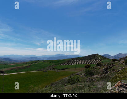 Les plantations d'oliviers et situé au milieu des collines d'une petite vallée en Espagne près d'Antequera, avec de grandes montagnes au loin. L'Espagne. Banque D'Images