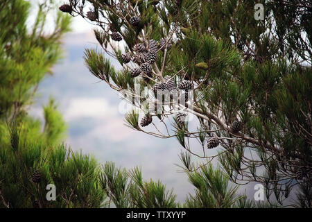 Cônes de pins avec contre le ciel bleu. Cônes de pin ou brun sur le pin noir. Belles longues aiguilles sur Branch. Focus sélectif. Concept de la nature. Banque D'Images