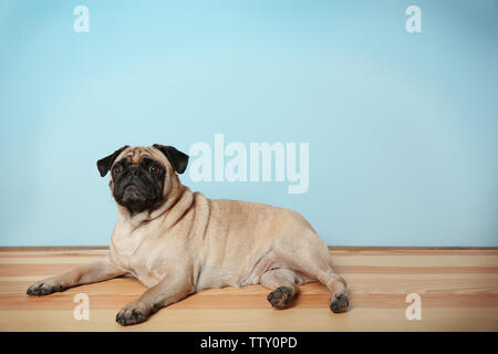 Adorable pug dog lying on floor Banque D'Images