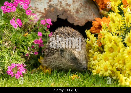 Hérisson, (nom scientifique : Erinaceus europaeus), sauvages, indigènes en hérisson européen habitat jardin naturel avec des fleurs d'été. L'horizontale Banque D'Images