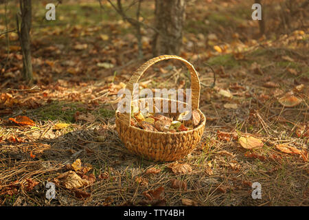Panier en osier avec des champignons en forêt, closeup Banque D'Images