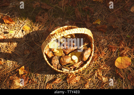Panier en osier avec des champignons en forêt, closeup Banque D'Images