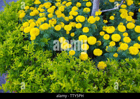 Fleurs de marigold jaune dans un jardin Banque D'Images