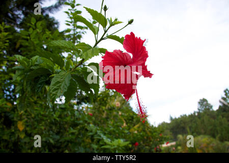 Fleur d'hibiscus rouge, Malaisie Banque D'Images