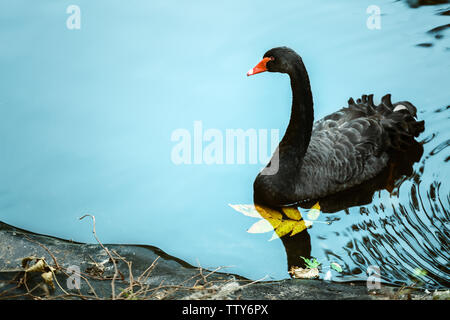 Belle black swan la natation dans l'étang de jardin zoologique Banque D'Images