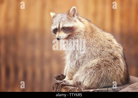 Funny Cute raccoon sur arrière-plan flou Banque D'Images