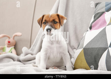 Adorable petit chiot sur canapé à la maison Banque D'Images