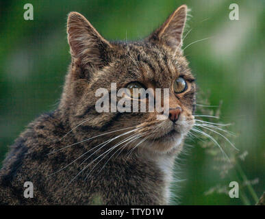 Scottish Wildcat Banque D'Images