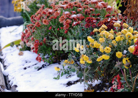 Belles fleurs colorées sur jour d'automne Banque D'Images