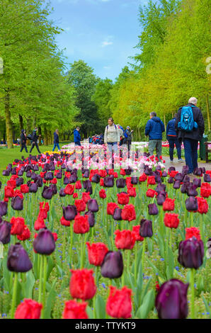 Keukenhof, Lisse, Pays-Bas - 28 Apr 2019 : Excellent rouge et violet foncé à fleurs tulipes Keukenhof célèbre Park, Holland. Visiteurs en arrière-plan. Tache de touristes néerlandais populaire. Banque D'Images