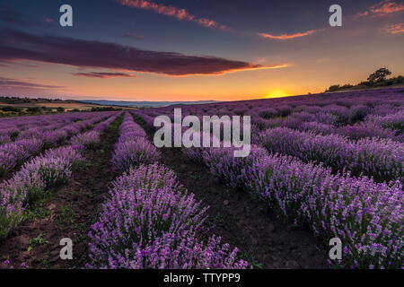 Champ de lavande bulgare au lever du soleil Banque D'Images