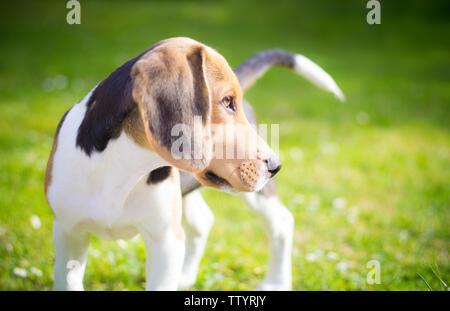Portrait d'un chiot beagle chien sur le terrain Banque D'Images