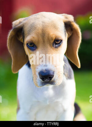 Portrait de chien chiot beagle Banque D'Images