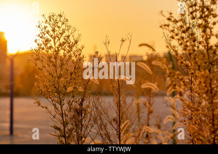 L'herbe d'automne sous le coucher du soleil Banque D'Images
