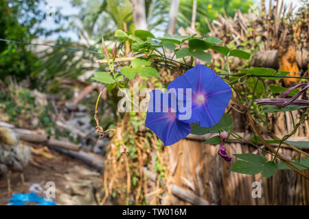 Bougainvillea bleu fleur dans un jardin Banque D'Images