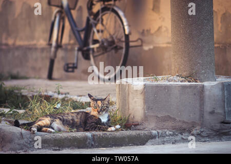Les chats du quartier sont posés à terre dans l'après-midi. Banque D'Images
