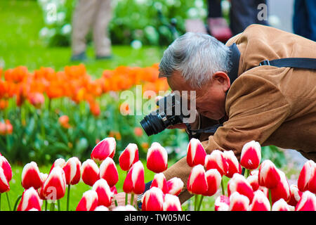 Keukenhof, Lisse, Pays-Bas - 28 Apr 2019 : Older Asian photographe touristique holding tulip flower macro et photo de tulipes. Célèbres jardins de Keukenhof se trouvent à une attraction touristique populaire. Passe-temps. Banque D'Images