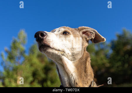 Portrait d'un Greyhound avec forêt et ciel bleu en arrière-plan Banque D'Images