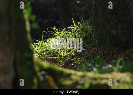 L'herbe entre les troncs des arbres en contre-jour sur le plancher de bois sur un Hembury la fin de l'après-midi d'été. Ashburton, Dartmoor, Devon, UK. Banque D'Images