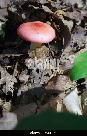 La Russula emetica (Sickener) Champignons poussant à travers la litière dans Hembury Woods sur une fin d'après-midi d'été. Ashburton, Dartmoor, Devon, UK. Banque D'Images