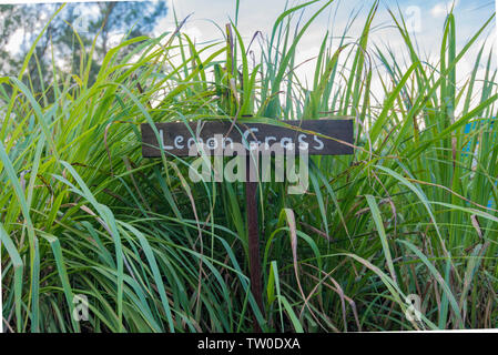 Un jardin plein de la Citronnelle (Cymbopogon) et un signe peint à la main avec la citronnelle écrit dessus Banque D'Images