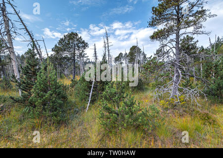 Soulevées bog de Hinterzarten, Allemagne, Parc Naturel de la Forêt-Noire du Sud, la nature intacte Banque D'Images