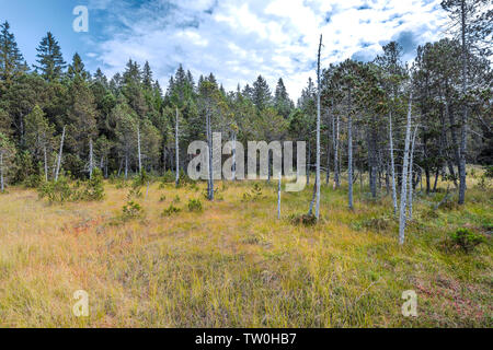 Soulevées bog de Hinterzarten, Allemagne, Parc Naturel de la Forêt-Noire du Sud, la nature intacte Banque D'Images