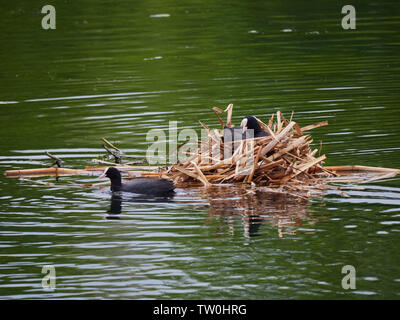 Une Foulque macroule (Fulica atra) assis sur son nid au milieu d'un lac Banque D'Images