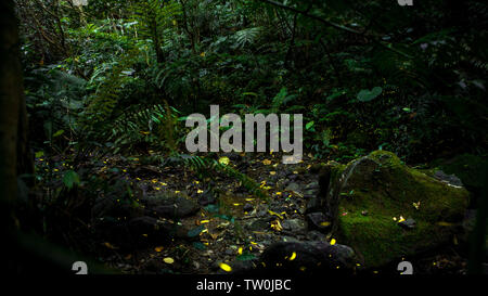 Lumière jaune des insectes firefly vole dans la nuit, des forêts de l'arrière-plan de Taïwan. De nombreuses lucioles dansent autour des arbres sur la montagne de Taipei. Banque D'Images