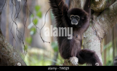 Gibbons se repose sur les branches d'arbres à forest. Hylobates Lar sauvages une pendaison par la pluie les arbres forestiers. La faune de la nature en forêt tropicale. White-mains Banque D'Images