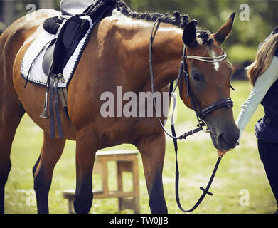 Girl rider mène une patte Bay horse, vêtus de munitions pour le dressage et les sports équestres, sur une journée ensoleillée Banque D'Images