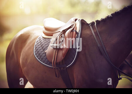 Sur un cheval, dont la baie de mane est lié en amorces, une selle est usé à l'arrière pour effectuer à compétitions équestres dans le temps ensoleillé d'été. Banque D'Images