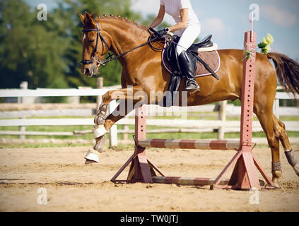 Un cheval alezan avec un cavalier en blanc fait un saut d'une petite barrière rouge en compétitions de saut d'été. Banque D'Images