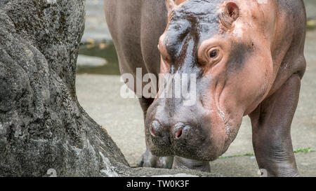 Close up de l'hippopotame commun à sortir de l'eau à jour été chaud. Hippopotamus amphibius hippopotame ou mammifère semi-aquatique est Banque D'Images