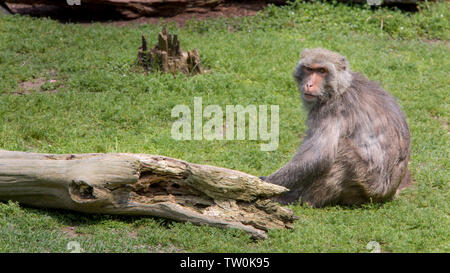 Un adulte macaque rock formosane. Macaca cyclopis est assis sur le sol près d'un bois vert arbre. Banque D'Images