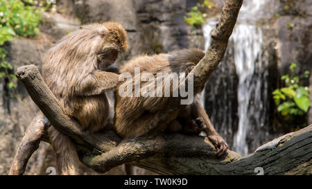Un adulte macaque rock taïwanais se toilette un mineur, assis sur l'arbre et se toiletter à l'arrière-plan d'une chute Banque D'Images
