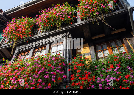 Maison à colombages décorées de fleurs luxuriants à Eguisheim, Alsace, France, façade de maison en bois et fenêtres en treillis Banque D'Images