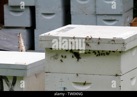Un rucher communautaire à un arboretum dans le nord-ouest de Philadelphie, Pennsylvanie fait partie d'un effort de conservation pour protéger les pollinisateurs de l'abeille. Banque D'Images