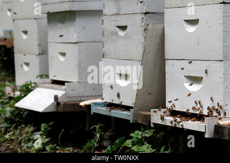 Un rucher communautaire à un arboretum dans le nord-ouest de Philadelphie, Pennsylvanie fait partie d'un effort de conservation pour protéger les pollinisateurs de l'abeille. Banque D'Images