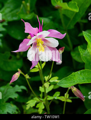 Une rose et blanc très colorés, ancolie Aquilegia, poussant dans le jardin. Banque D'Images