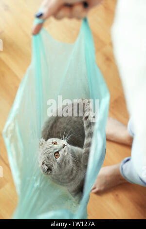 Femme jouant avec cat sitting dans le sac en plastique Banque D'Images