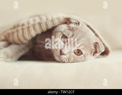 Chat mignon enveloppée de pull-over chaud lying on sofa Banque D'Images