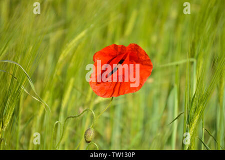 Coquelicot isolé sur le champ de blé Banque D'Images
